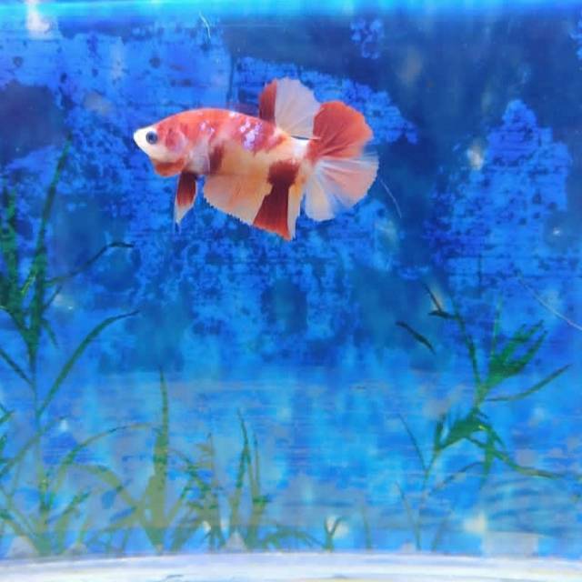 HIASAN AQUARIUM BETTA FISH MURAH IKAN  CUPANG  MALE PK NEMO 