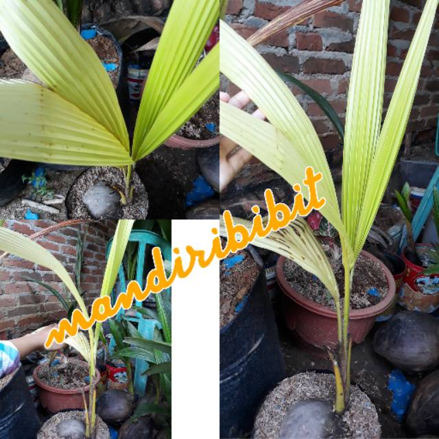 Kelapa Albino Shopee Indonesia