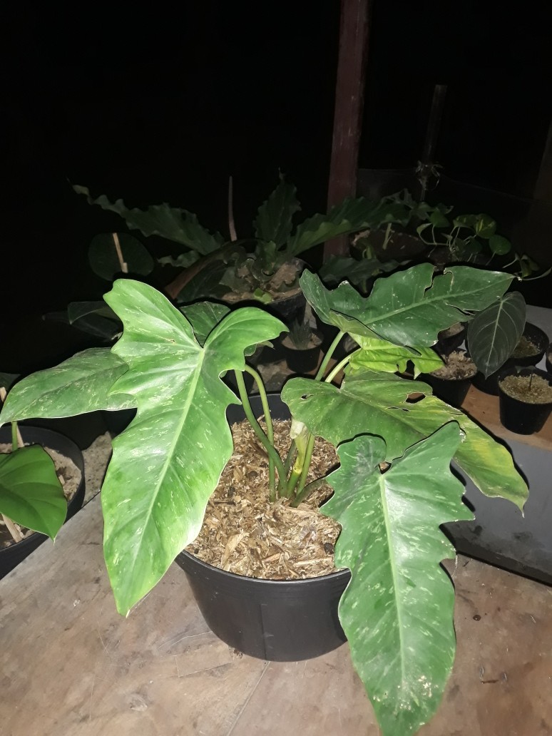 Tanaman Hias Philodendron Golden Dragon
