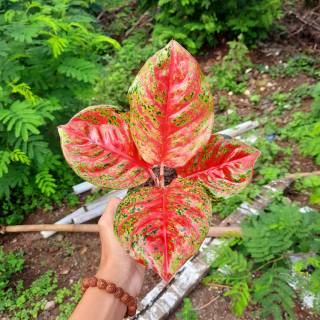 Aglonema WULANDARI Shopee Indonesia Aglonema WULANDARI Shopee Indonesia