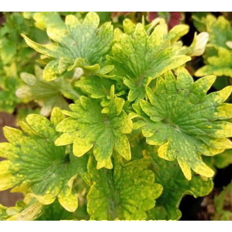 Tanaman Miana Ekor Naga Kuning Hijau - miana