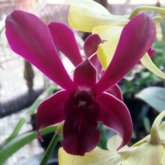 Dendrobium Jac Concert Red Twisted remaja