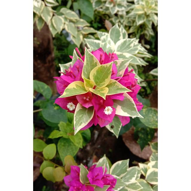 Bunga Bogenvil Singapura // Bunga Bogenvil Singapura Warungbibit Konco Tani