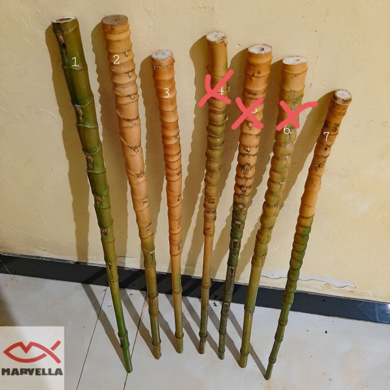 bambu cendani hijau jaminan tua