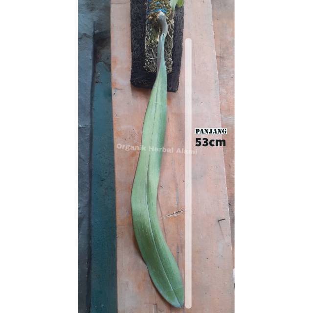 Anggrek Bulbophyllum phalaenopsis / Anggrek Dasi