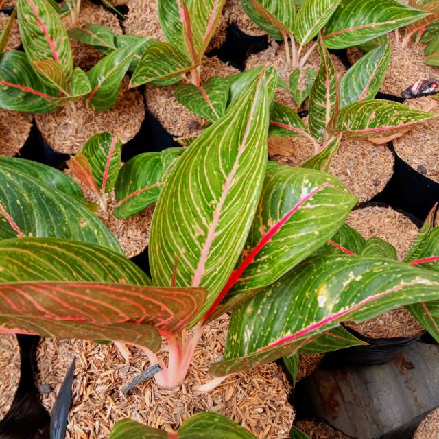 Aglonema green legacy