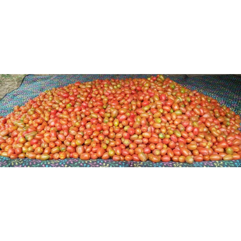 

Tomat Cherry