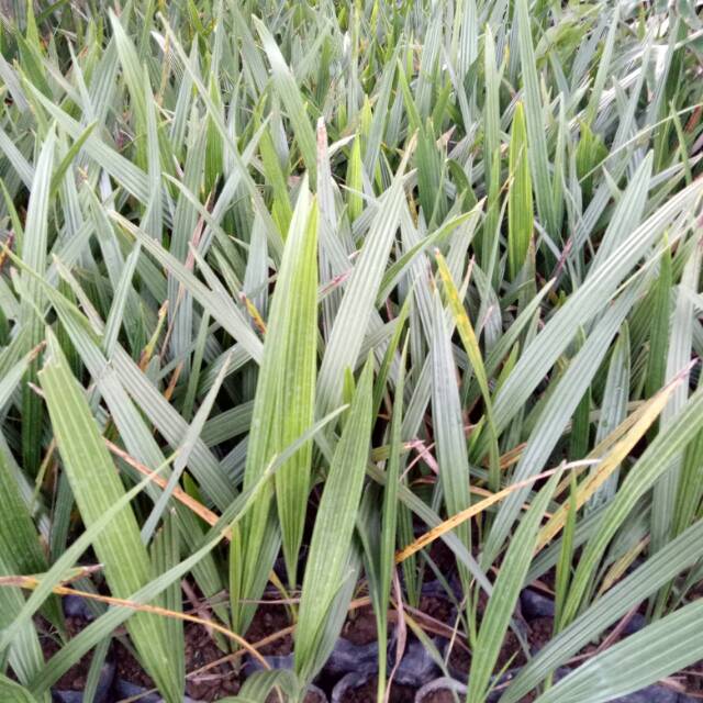 Bibit kurma KL 1 BETINA