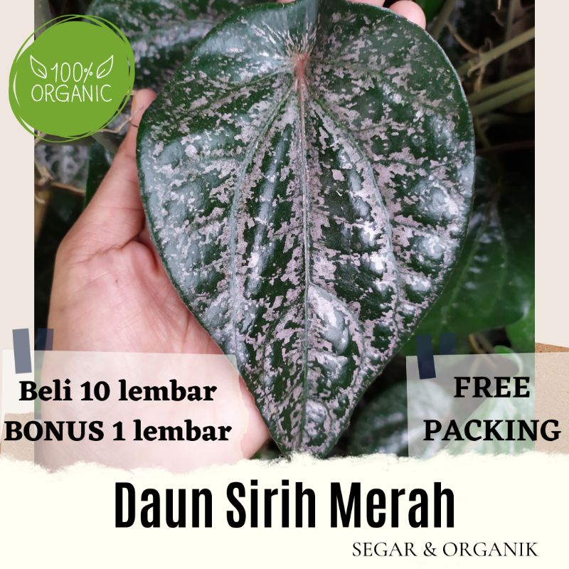 

Daun Sirih Merah Segar Fresh 100% Organik Daun Suruh Merah