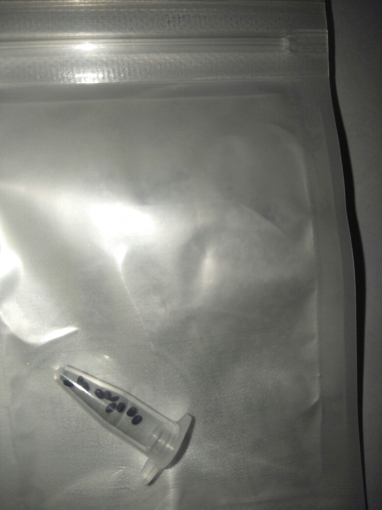 Lavender Hidcote Blue 10 Biji (benih Biji Bibit Tanaman Bunga)