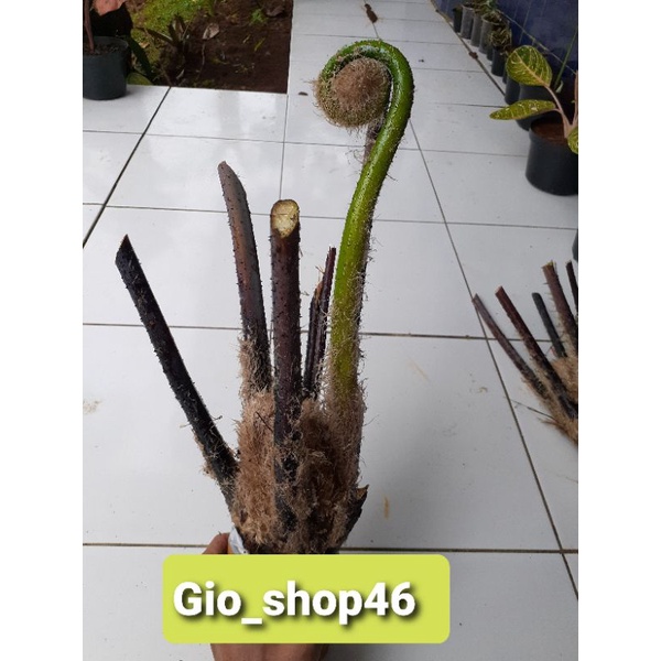 Tanaman hias pakis hias /pakis monyet