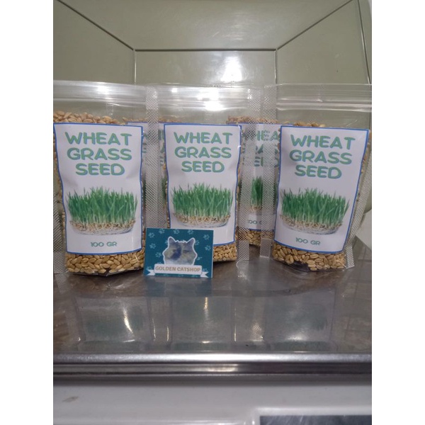 BENIH RUMPUT GANDUM 100 GRAM WHEAT GRASS SEED