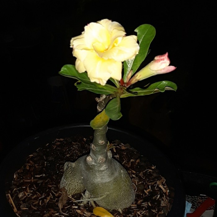VIETNAM YELLOW, Adenium grafting bunga tumpuk size C