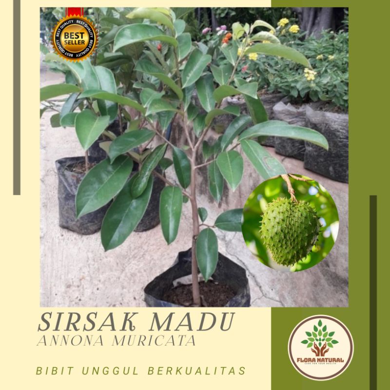 Bibit tanaman sirsak madu Pohon sirsak madu