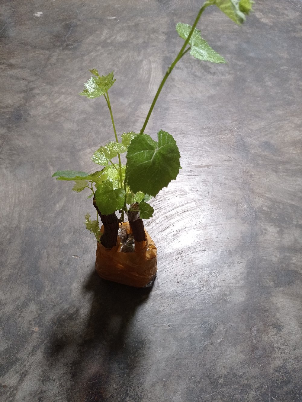 Anggur Red Belgia Tabulapot