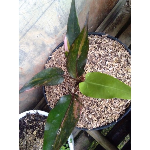 Anthorium Hookeri Pink