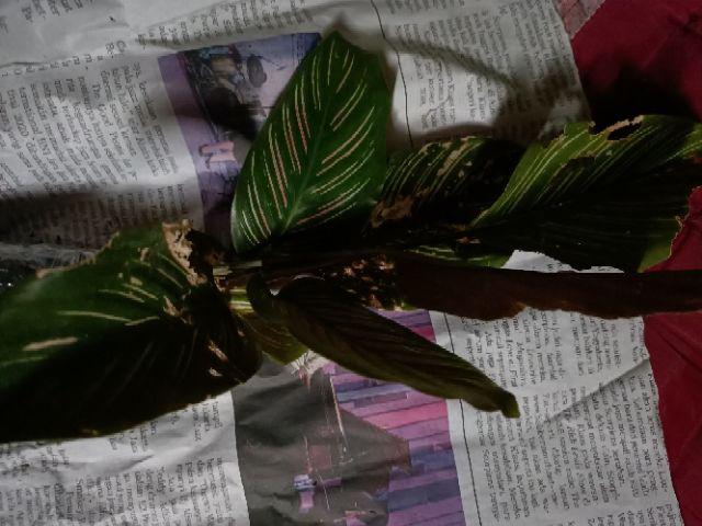 New Produck!! Tanaman Hias Calathea Ornata Pin Strip
