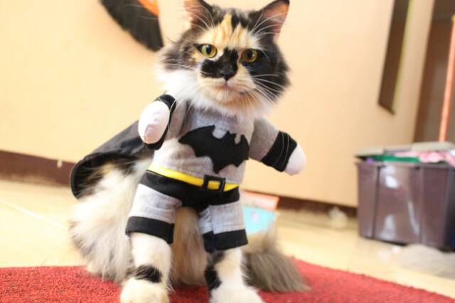 Kostum batman untuk kucing dan anjing / baju kucing anjing / baju lucu size S M L XL