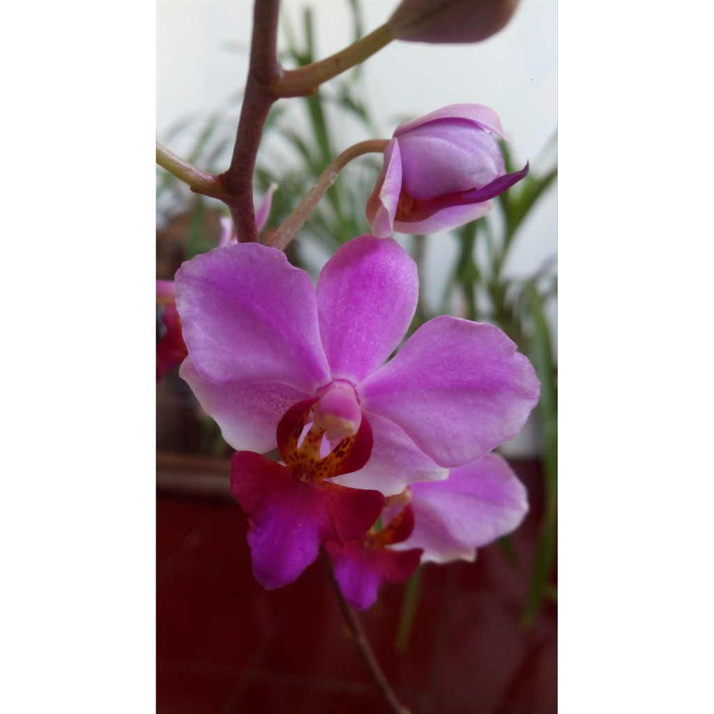 Doritis Pulcherrima Diskon