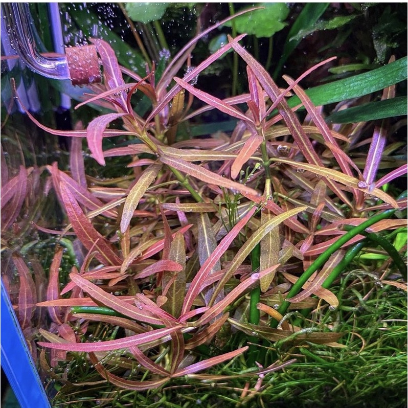 Hygrophila lanceolata araguaia ( tanaman aquascape tanpa co2 )