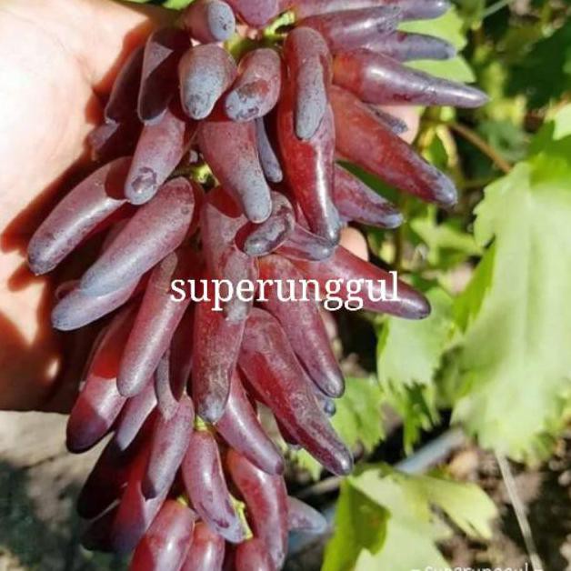 Bibit anggur import jenis jari jari