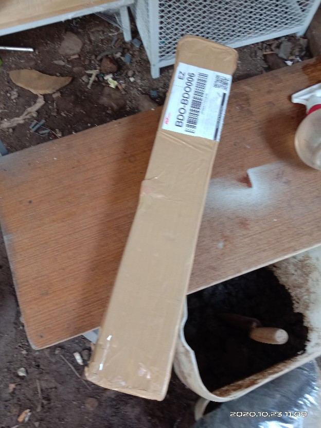 Bibit Beringin Kimeng Bahan Bonsai