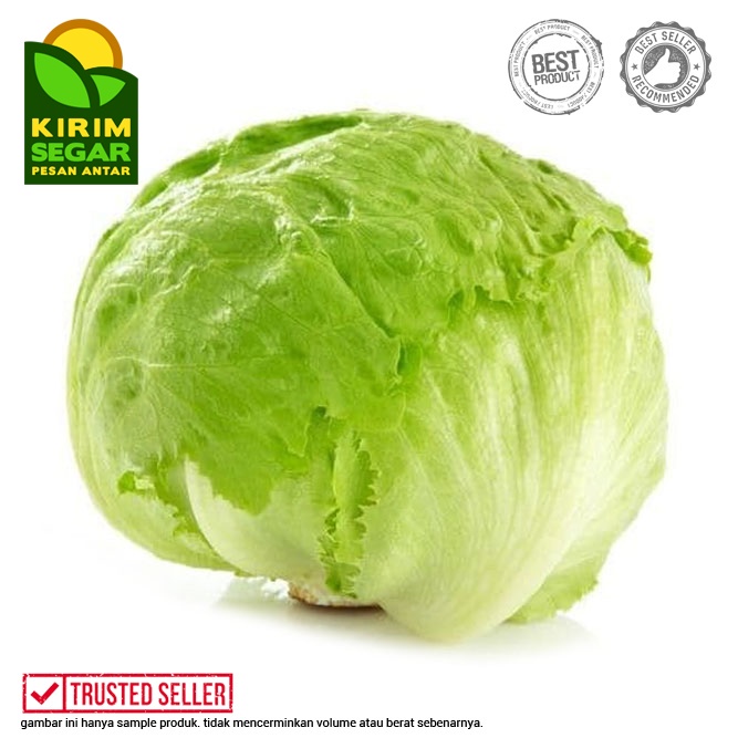 

Lettuce Fresh / Selada Bokor / Lettuce