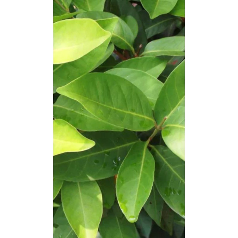 

Daun Salam Segar/ Bay leaf