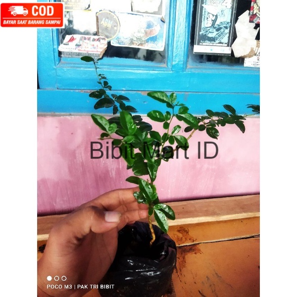 Bibit Bonsai Jeruk Kingkit