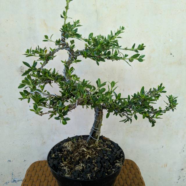bonsai mirten - tamanan hias bonsai mirten varigata