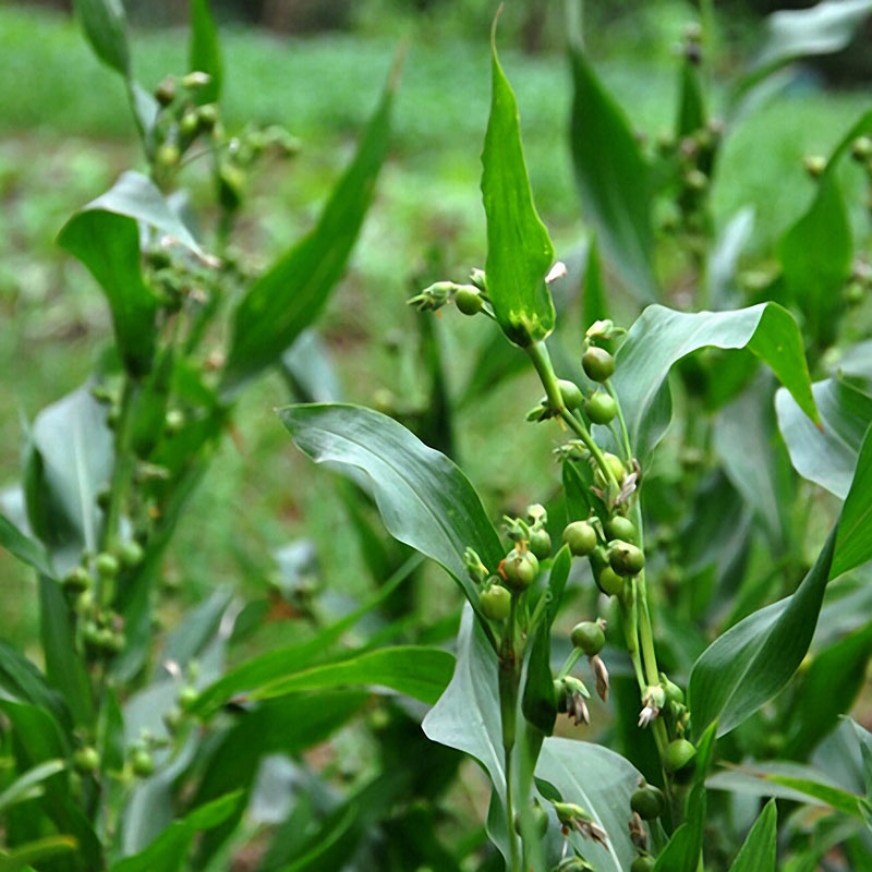 Bibit Benih Jagung Hanjeli Jali Jepen (5 Butir)