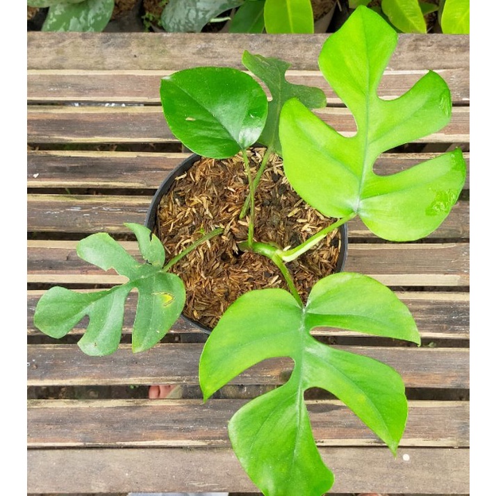 Raphidopora tetrasperma
