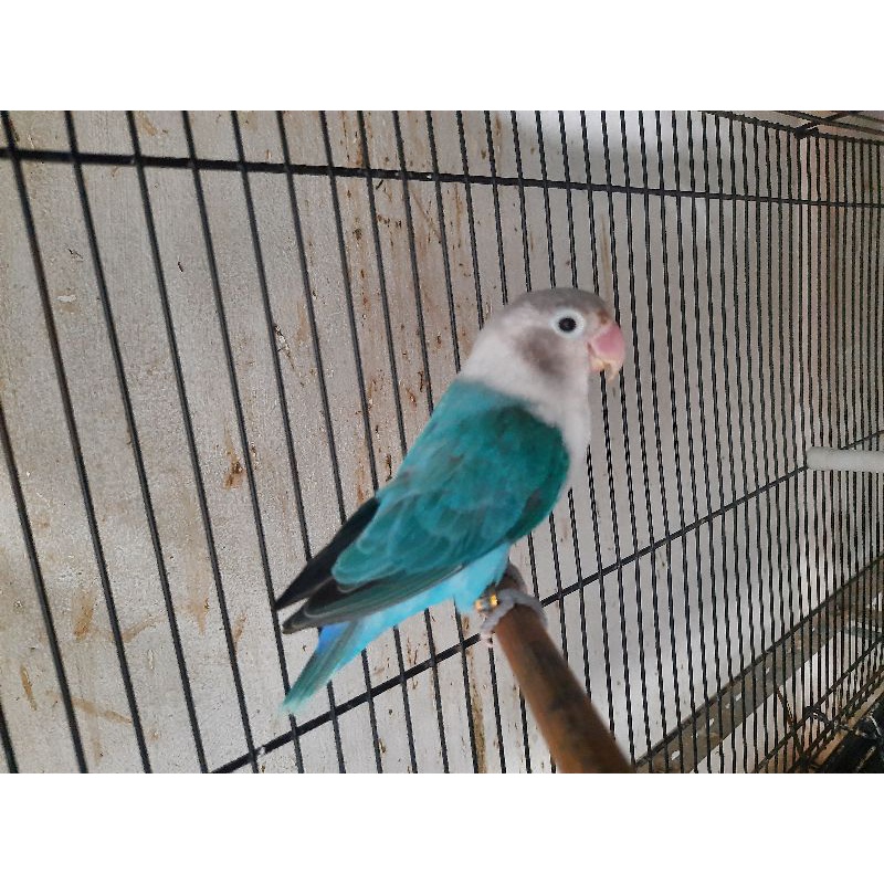 Lovebird biola blue jantan