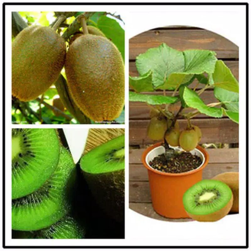 bibit kiwi super murah