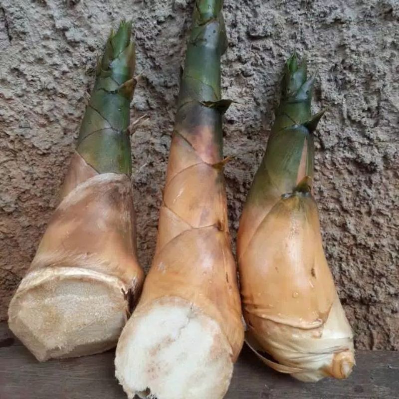 

jual rebung bambu kuning asli original 1 kg
