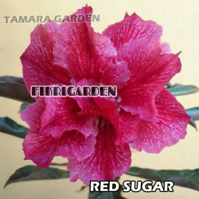 

Bibit Bunga Kamboja Adenium Red Sugar