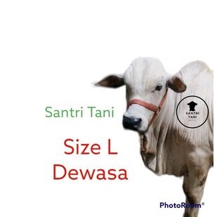 BRANGUS KELUH SAPI DEWASA | HARNESS | HEAD HALTER | TALI SAPI SIZE L