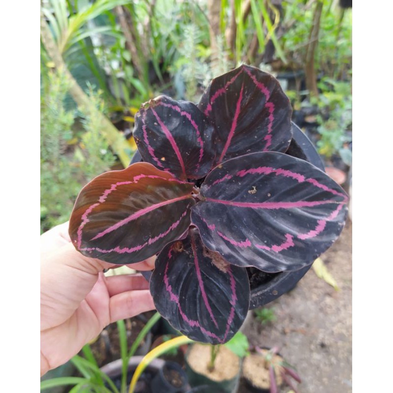 Calathea Black Lipstik Calathea Black lipstick Calatea Black lipstick