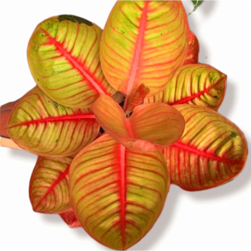 Aglonema goliath (Tanaman hias aglaonema goliath) - tanaman hias hidup - bunga hidup - bunga aglonema - aglaonema merah - aglonema merah - aglaonema murah - aglaonema murah
