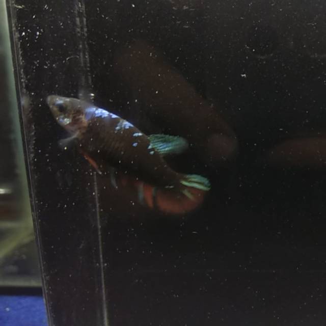 Cupang Avatar female