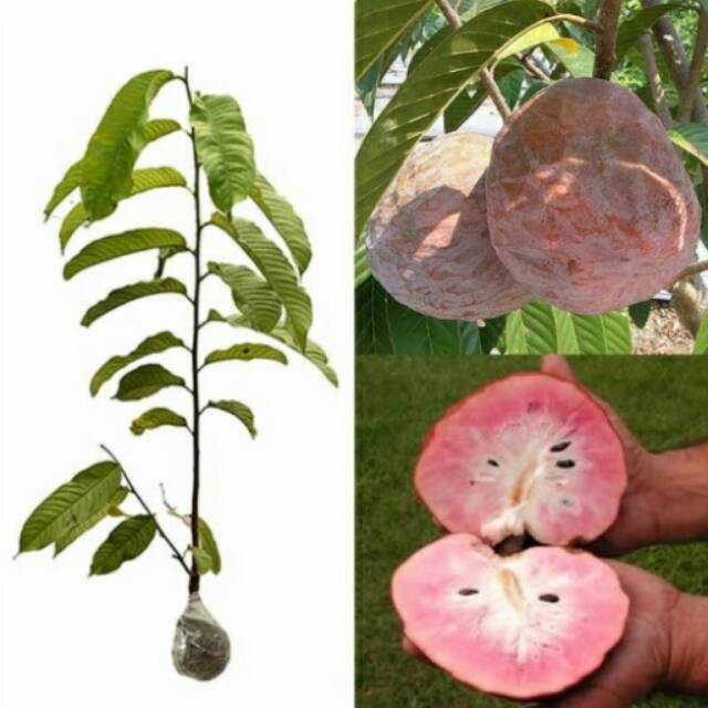 tanaman srikaya san pablo