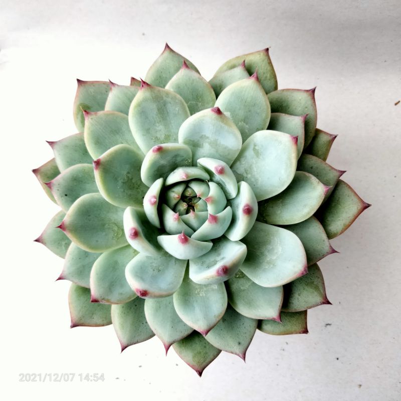 Succulent Echeveria chihuahuaensis