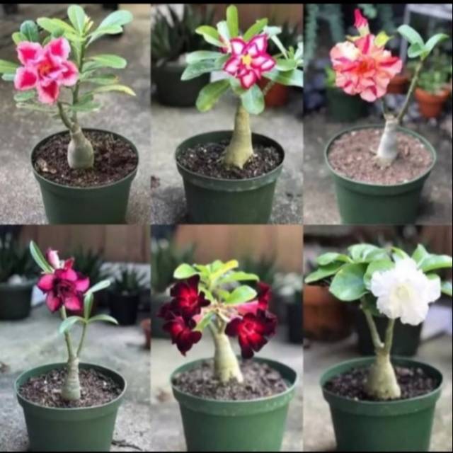 

PAKET 6 Bibit ADENIUM KAMBOJA JEPANG