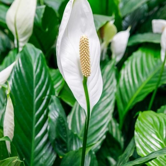 Peace Lily / Spatuphilum - Tanaman Hias Indoor Pembersih Udara