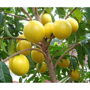 BIBIT SAWO ABIU AUSTRALIA