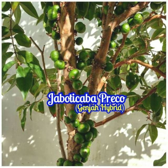 Pohon Buah Bibit Tanaman Bibit tanaman Jaboticaba Precocious Hasil Stek Indukan Dewasa