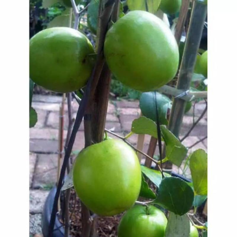 Apel Futsa // bibit apel futsa india original cepat berbuah
