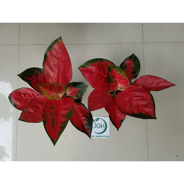 Aglonema Suksom stang panjang Spesial