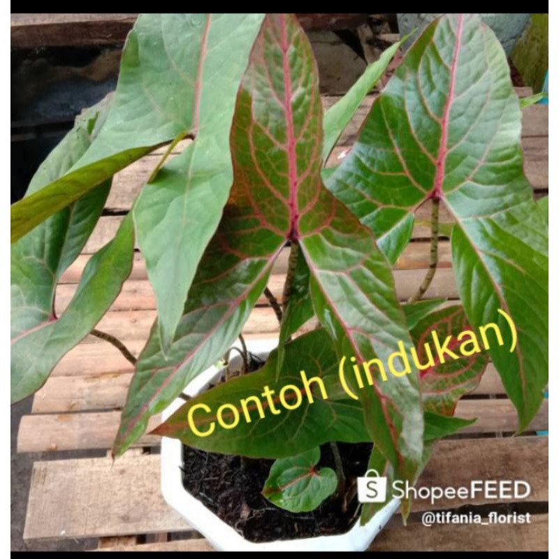Alokasia Blackjack Papua Shopee Indonesia