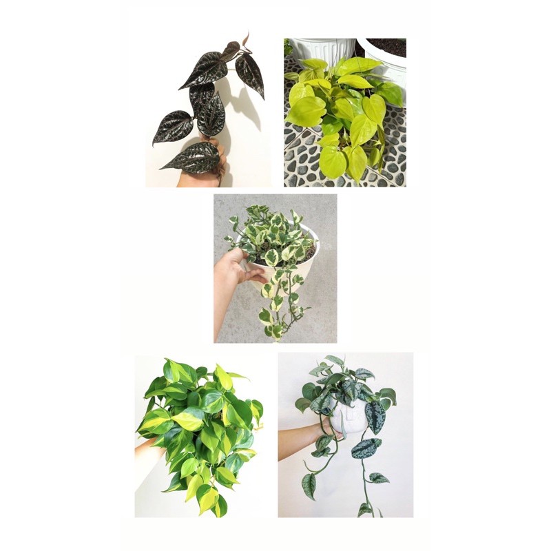 Paket 5 tanaman hias sirih murah-tanaman hidup-bunga hidup-sirih gading-bunga gantung hidup